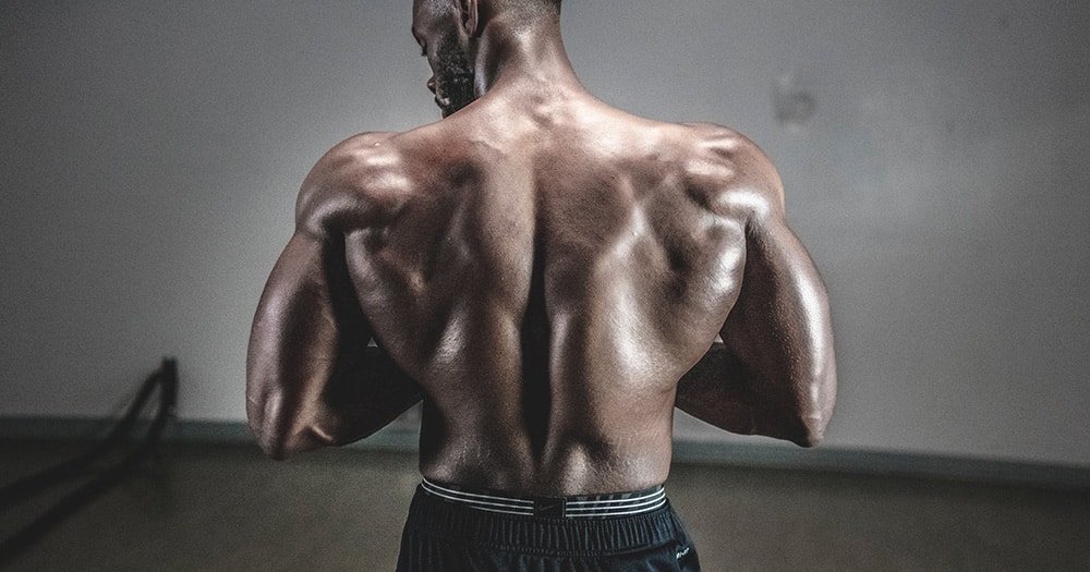 Back muscles