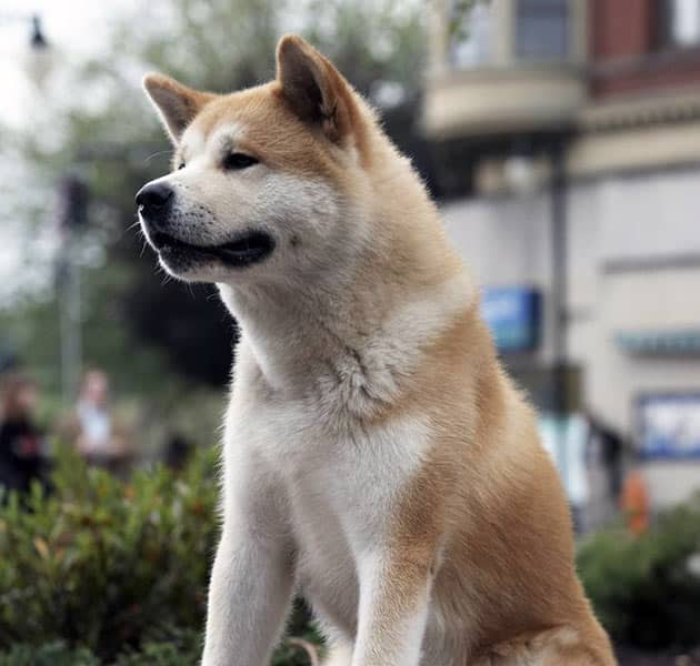 Hachi