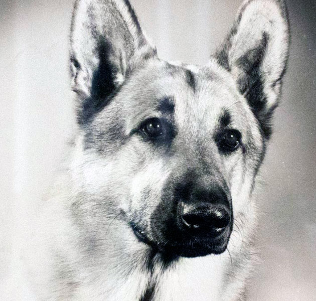 Rin Tin Tin