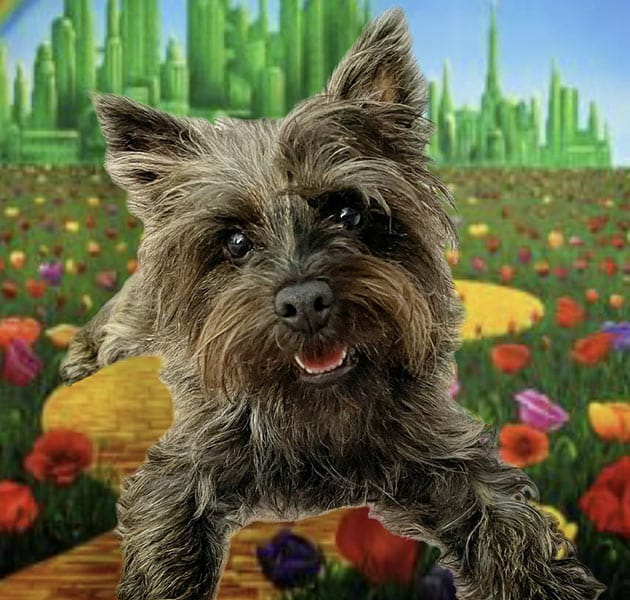 Toto